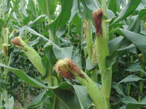 玉米专用肥用户反馈