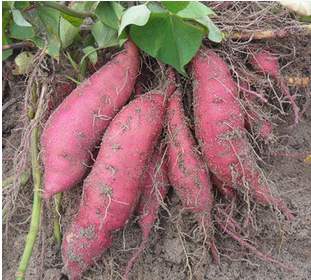 红薯种植管理简单投资低的技巧分享